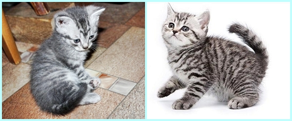 Скоттиш страйт (шотландская прямоухая кошка): фото, характер, описание породы