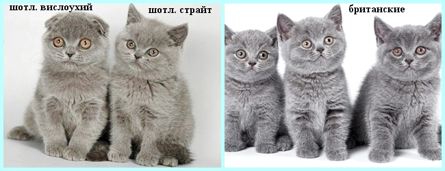 ВЯЗКА. БРИТАНСКИЙ КОТ. Москва - Форум о кошках для любителей кошек и фелинологов